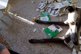 I lost my ACSI card how to get a replacement